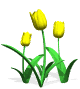 des tulipes jaune